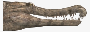 Sarcosuchus Teeth #206202