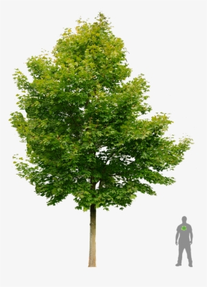 Spitz-ahorn Boom Esdoorn - Acer Ginnala Png #206661