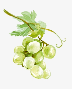 Fruit Fruit - Seedless Fruit #207557