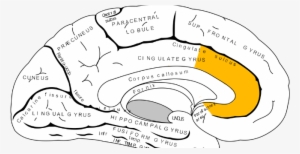 Jpg Library Stock Impact Of Social Sciences Study Confirms - Gender Stereotypes Science #207691