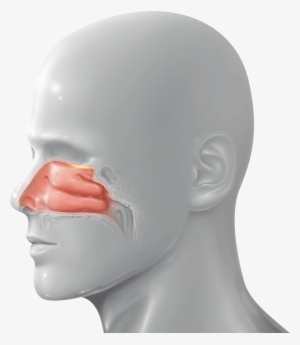 Snbl's Nasal Drug Delivery Platform Is A Proprietary - Mask #207795