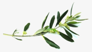 Olive Branch - Free Clip Art Olive Branch #207948