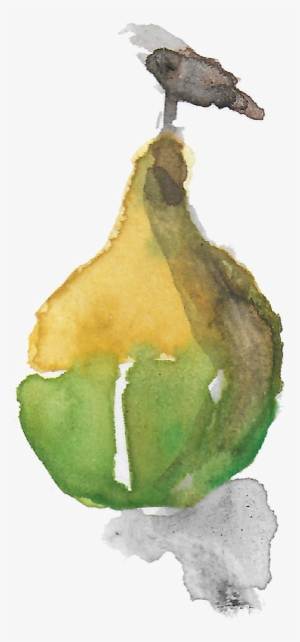Courge6 - Pear #208029