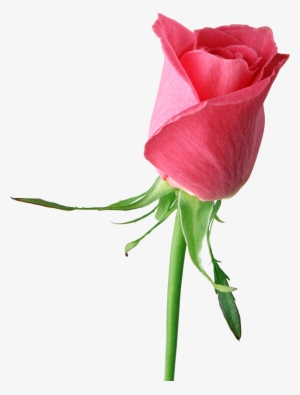 Roses Png Cliparts - Roses Flower Pic Single #208234
