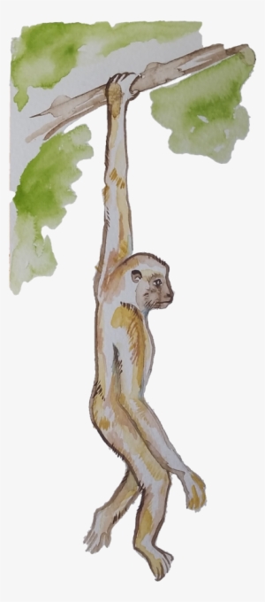 A Monkey Swinging Through The Trees - Monkey #208836