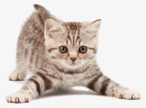 Kitten Png Transparent Images - Petstages - Green Magic Boomerang Buddy Cat Toy - 1 #209002