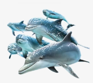 Dolphin Png #209125