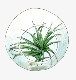 Terrarium With Tillandsia - Sweet Grass #209970