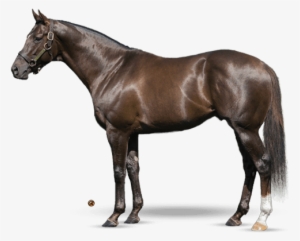 Daredevil - Teofilo Horse #2000423