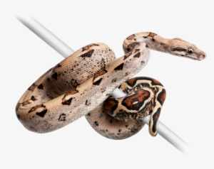 Transparent Boa Constrictor Png #2000491