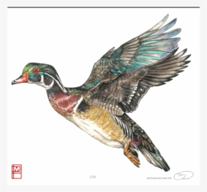 Wood Duck Print - Duck Print #2000833
