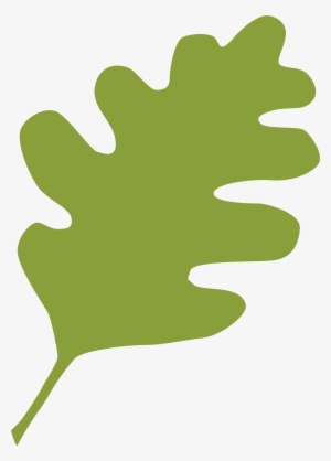 Green Live Oak Leaf - Chicago #2002127 Green Live Oak Leaf - Chicago #2002127