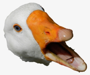 Anka - Голова Гуся Пнг #2005681