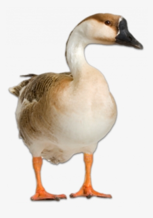 Lesso N - Transparent Geese #2006011