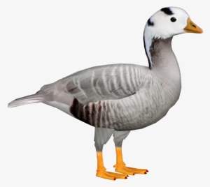 Bar-headed Goose 3 - Portable Network Graphics #2006045