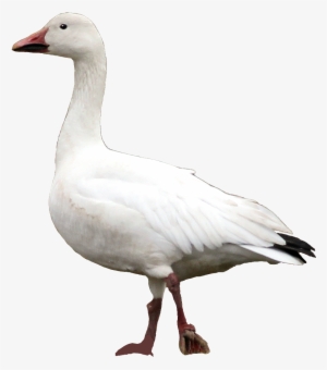 Snow Goose Ny - Snow Goose Png #2006046 Snow Goose Ny - Snow Goose Png #2006046