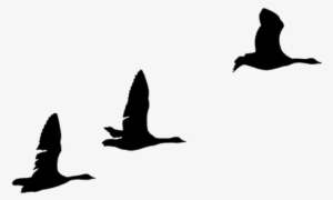 Geese Silhouettes By Frankandcarystock - Clip Art #2006106