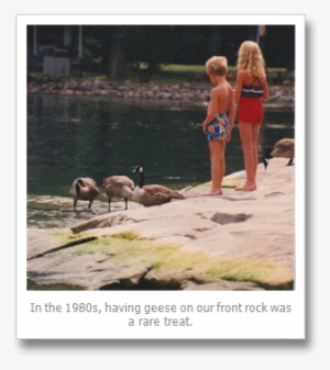 Lone Goose - Goose #2006261