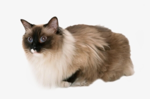 Cat,emoji,real,db 图层5 - Cat And Peanut Butter Gif #2006977