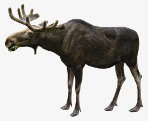 Moose Png File - Moose Png #2007567