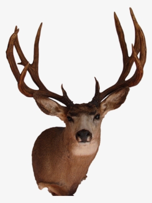 Graphic Transparent Antlers Transparent Mule Deer - Mounted Deer Head Png #2007865