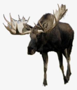 Moose #2007920
