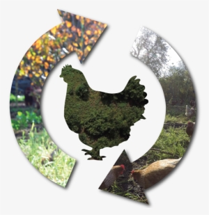 Main Street Project Chicken Cycles Tree Range - Rooster #2008280