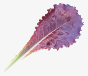 Tamarind Baby Leaf - Tamarindo #2008317