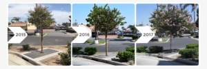 Meet The Hardest Working Tree On The Street™ - Commercial Building #2008492
