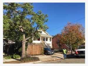 Trees Located Across The Street From 912 Centennial - House #2008631