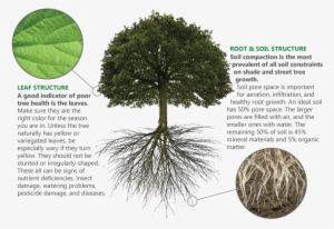 How It Works - Above And Below Ground Biomass #2008976