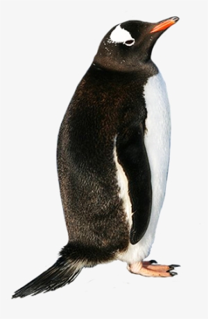 Penguin Png - Gentoo Penguin Shower Curtain #2009559