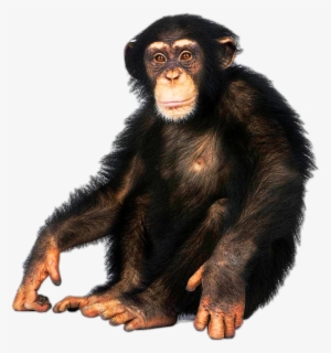 Chimpanzee - Monkey On White Background #2011363