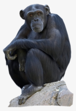 Chimpanzee - Chimpanzé Png #2011427 Chimpanzee - Chimpanzé Png #2011427