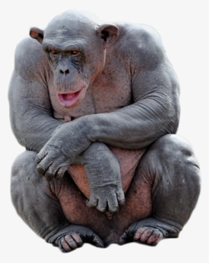 Http - //i - Imgur - Com/ky0byhu - Hairless Chimp #2011520