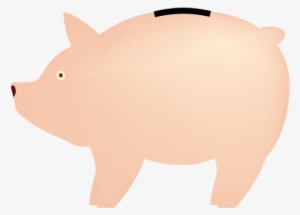 Contact - Domestic Pig #2011773