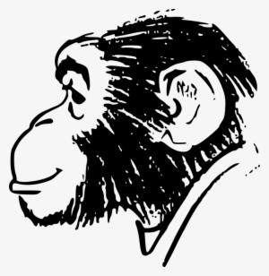 Clip Free Stock Ape Monkey Chimpanzee Human Drawing - Monkey Head Clip Art #2012104