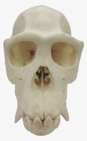 , Chimpanzee (pan Troglodytes), Macaque - Center For Academic Research And Training In Anthropogeny #2012149