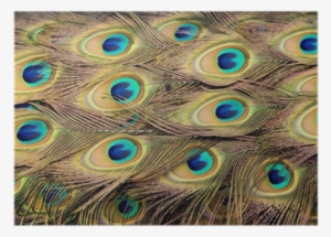 Peacock Feathers #2012827