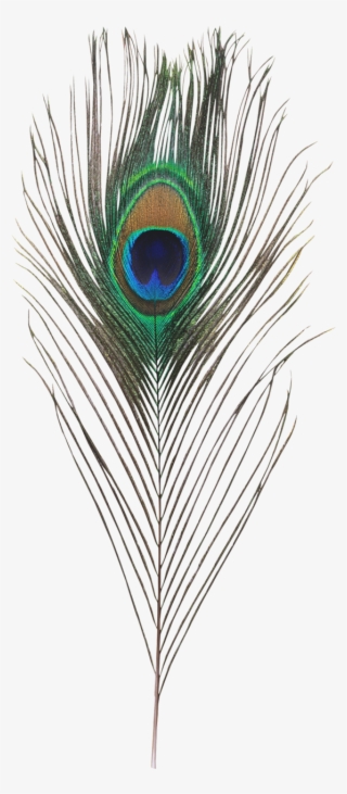 Single Peacock Feathers Png Hd - Generous Man: How Helping Others ...