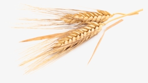 Trigo - Transparent Trigo Png #2013518