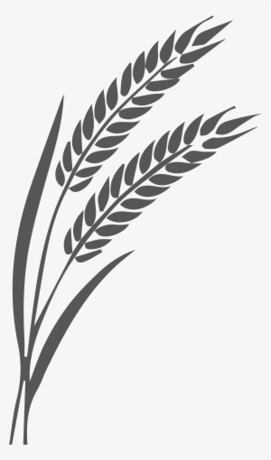 Linea De Trigo - Preto Branco Trigo Png #2013561