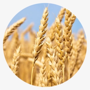 Trigo - Materias Primas De Panama #2013705