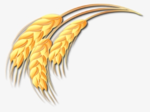 Galhos De Trigo Png - Ramo De Trigo Desenho Png #2013824