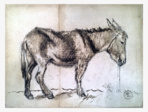 American Or South American Drawing - Drawing #2014116