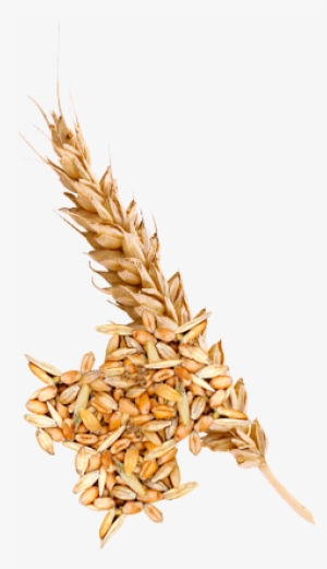 Trigo - Trigo Png Fondo Transparente #2014314