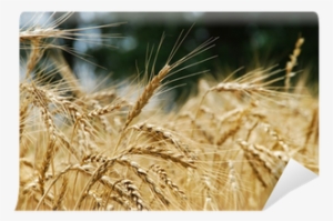 Wheat #2014407 Wheat #2014407