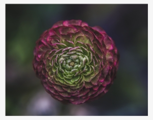 Or You Might Wind Up With Onions Flower Delivery Bloom - Suenos De Color - Rod V - Download #2016837