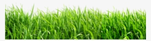 Pasto Png - Green Background Png #2017689