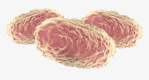 Benefits - Bordetella #2020771